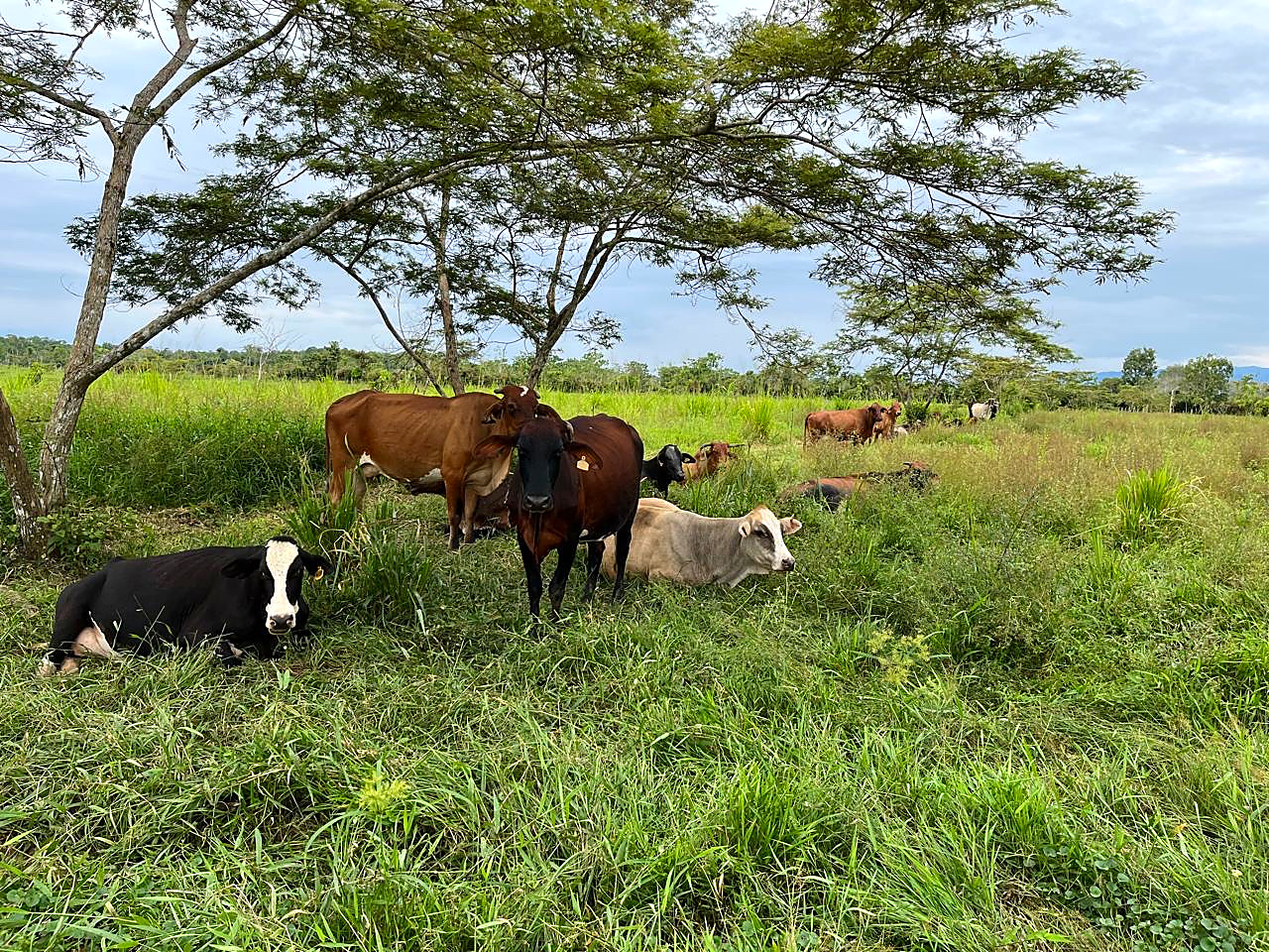 Vacas descansando en un potrero del Caquetá